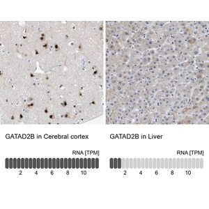 Merck Anti-GATAD2B antibody produced in rabbit