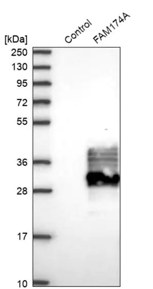 Merck Anti-FAM174A antibody produced in rabbit