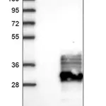 Merck Anti-FAM174A antibody produced in rabbit