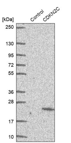 Merck Anti-CDKN2C antibody produced in rabbit