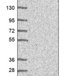 Merck Anti-CDKN2C antibody produced in rabbit