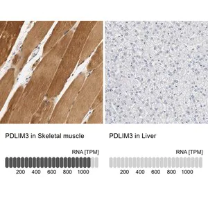 Merck Anti-PDLIM3 antibody produced in rabbit