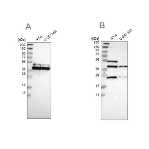 Merck Anti-CCDC51 antibody produced in rabbit