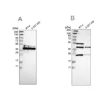 Merck Anti-CCDC51 antibody produced in rabbit
