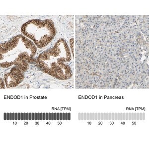 Merck Anti-ENDOD1 antibody produced in rabbit