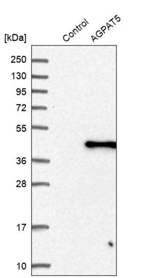 Merck Anti-AGPAT5 antibody produced in rabbit