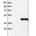Merck Anti-AGPAT5 antibody produced in rabbit