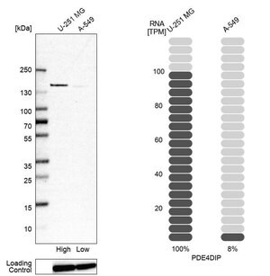 Merck Anti-PDE4DIP antibody produced in rabbit
