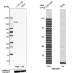 Merck Anti-PDE4DIP antibody produced in rabbit