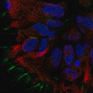 Merck Anti-STOML3 antibody produced in rabbit