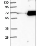 Merck Anti-FAM198B antibody produced in rabbit