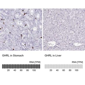 Merck Anti-GHRL antibody produced in rabbit