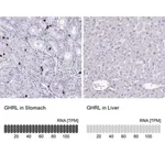 Merck Anti-GHRL antibody produced in rabbit