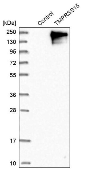 Merck Anti-TMPRSS15 antibody produced in rabbit