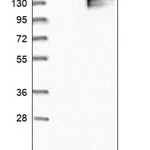 Merck Anti-TMPRSS15 antibody produced in rabbit