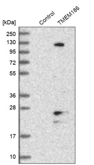 Merck Anti-TMEM186 antibody produced in rabbit