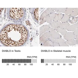 Merck Anti-DIABLO antibody produced in rabbit