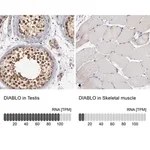 Merck Anti-DIABLO antibody produced in rabbit