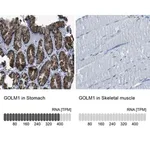 Merck Anti-GOLM1 antibody produced in rabbit