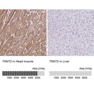 Merck Anti-TNNT2 antibody produced in rabbit