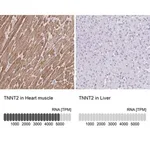 Merck Anti-TNNT2 antibody produced in rabbit