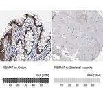 Merck Anti-RBM47 antibody produced in rabbit