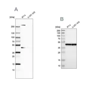 Merck Anti-SMARCB1 antibody produced in rabbit