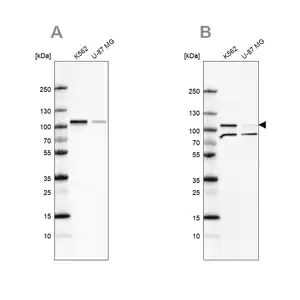 Merck Anti-SRPK1 antibody produced in rabbit