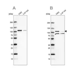 Merck Anti-SRPK1 antibody produced in rabbit