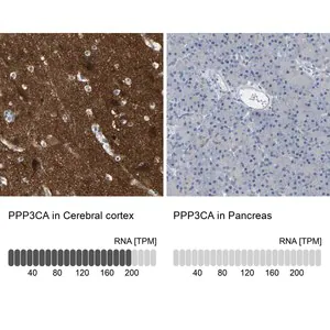 Merck Anti-PPP3CA antibody produced in rabbit