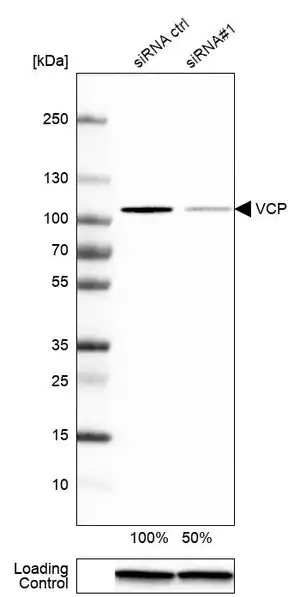 Merck Anti-VCP antibody produced in rabbit
