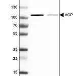 Merck Anti-VCP antibody produced in rabbit