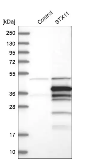 Merck Anti-STX11 antibody produced in rabbit