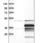 Merck Anti-STX11 antibody produced in rabbit