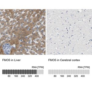 Merck Anti-FMO5 antibody produced in rabbit