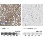 Merck Anti-FMO5 antibody produced in rabbit