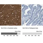 Merck Anti-SLC1A2 antibody produced in rabbit