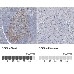 Merck Anti-CDK1 antibody produced in rabbit