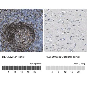 Merck Anti-HLA-DMA antibody produced in rabbit