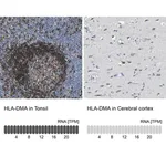 Merck Anti-HLA-DMA antibody produced in rabbit