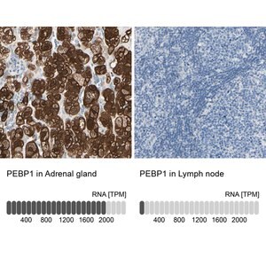 Merck Anti-PEBP1 antibody produced in rabbit
