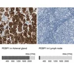 Merck Anti-PEBP1 antibody produced in rabbit