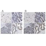 Merck Anti-TMEM87A antibody produced in rabbit