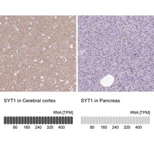 Merck Anti-SYT1 antibody produced in rabbit