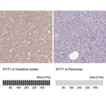 Merck Anti-SYT1 antibody produced in rabbit