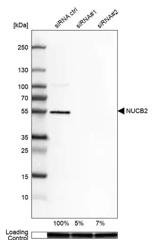 Merck Anti-NUCB2 antibody produced in rabbit
