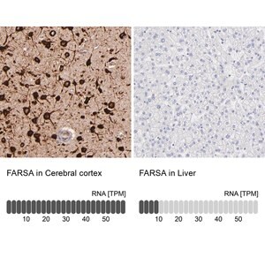 Merck Anti-FARSA antibody produced in rabbit