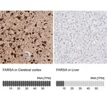 Merck Anti-FARSA antibody produced in rabbit
