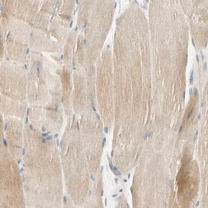 Merck Anti-UXS1 antibody produced in rabbit