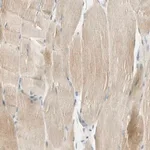 Merck Anti-UXS1 antibody produced in rabbit